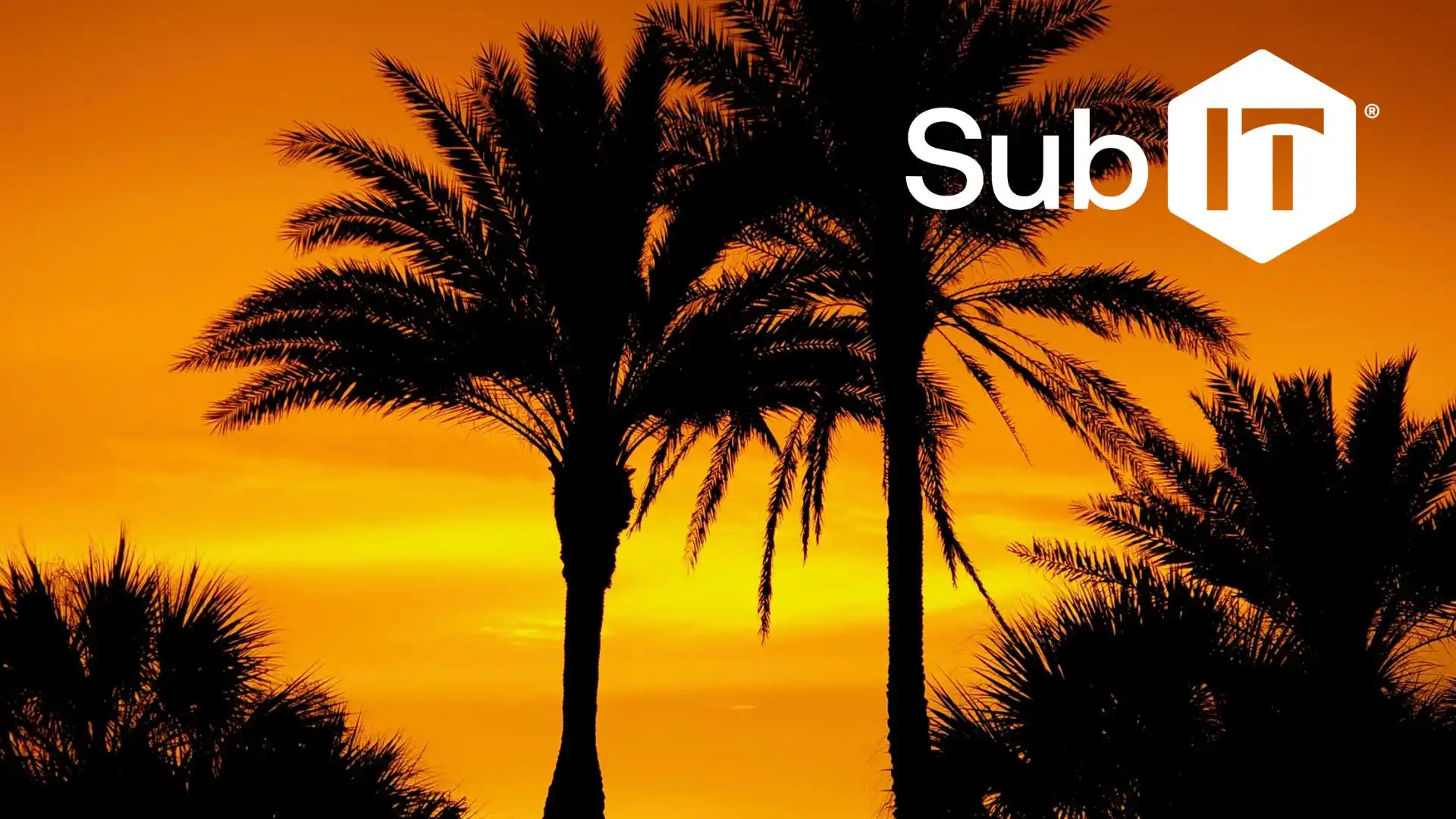 A Florida sunset with shadowed palm trees in front, where local businesses need patch management services.